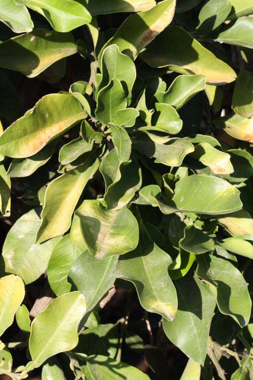              Sun leaves (Riverside, CA)       